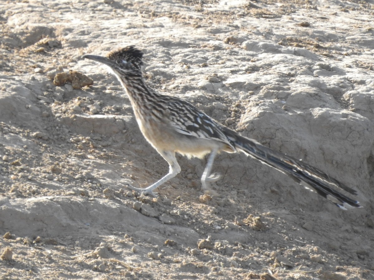 Greater Roadrunner - ML183448511