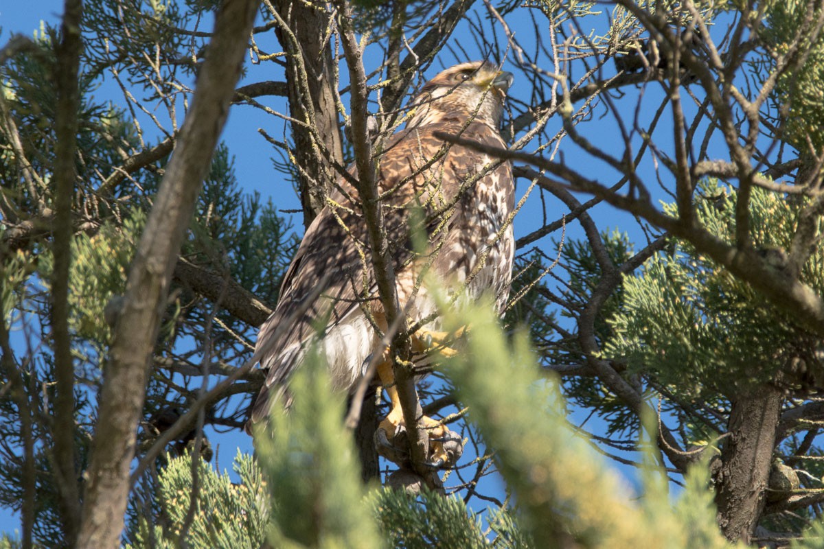 Harris's Hawk - ML183450141