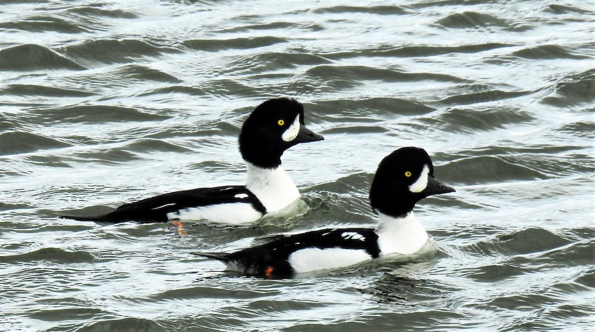 Barrow's Goldeneye - Sharon Dewart-Hansen