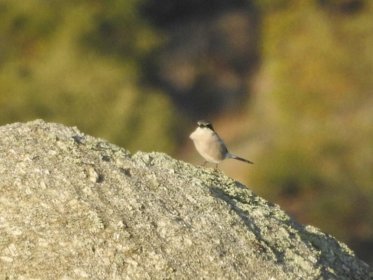 Iberian Gray Shrike - ML183451541