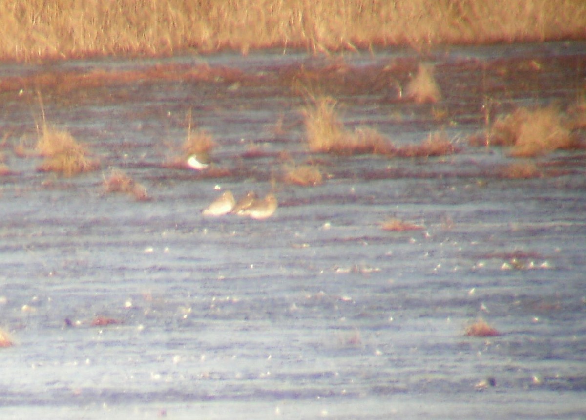 Black-tailed Godwit - ML183451951