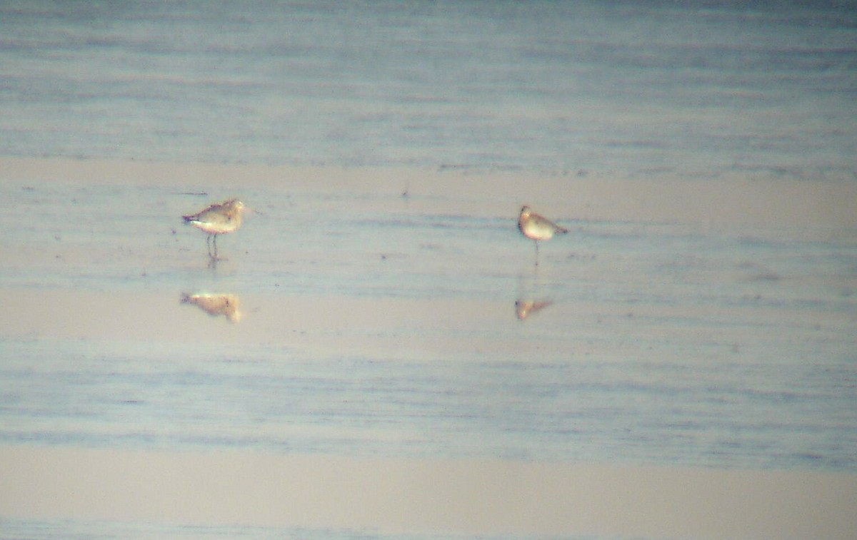 Black-tailed Godwit - ML183452181