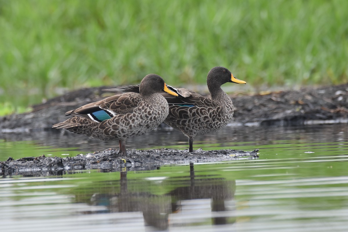 Yellow-billed Duck - ML183454601