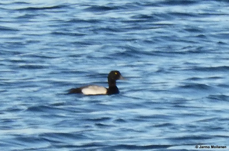 Greater Scaup - Jarmo Moilanen