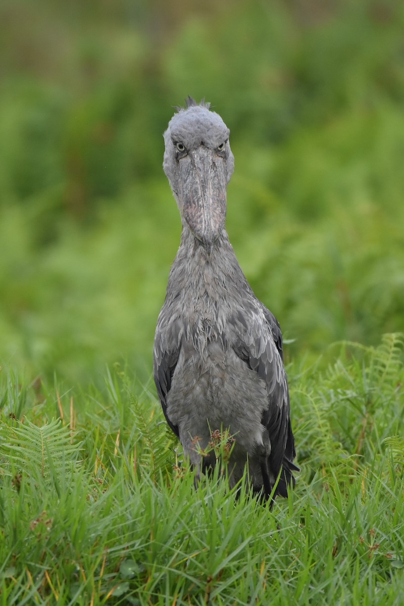 Shoebill - ML183455021