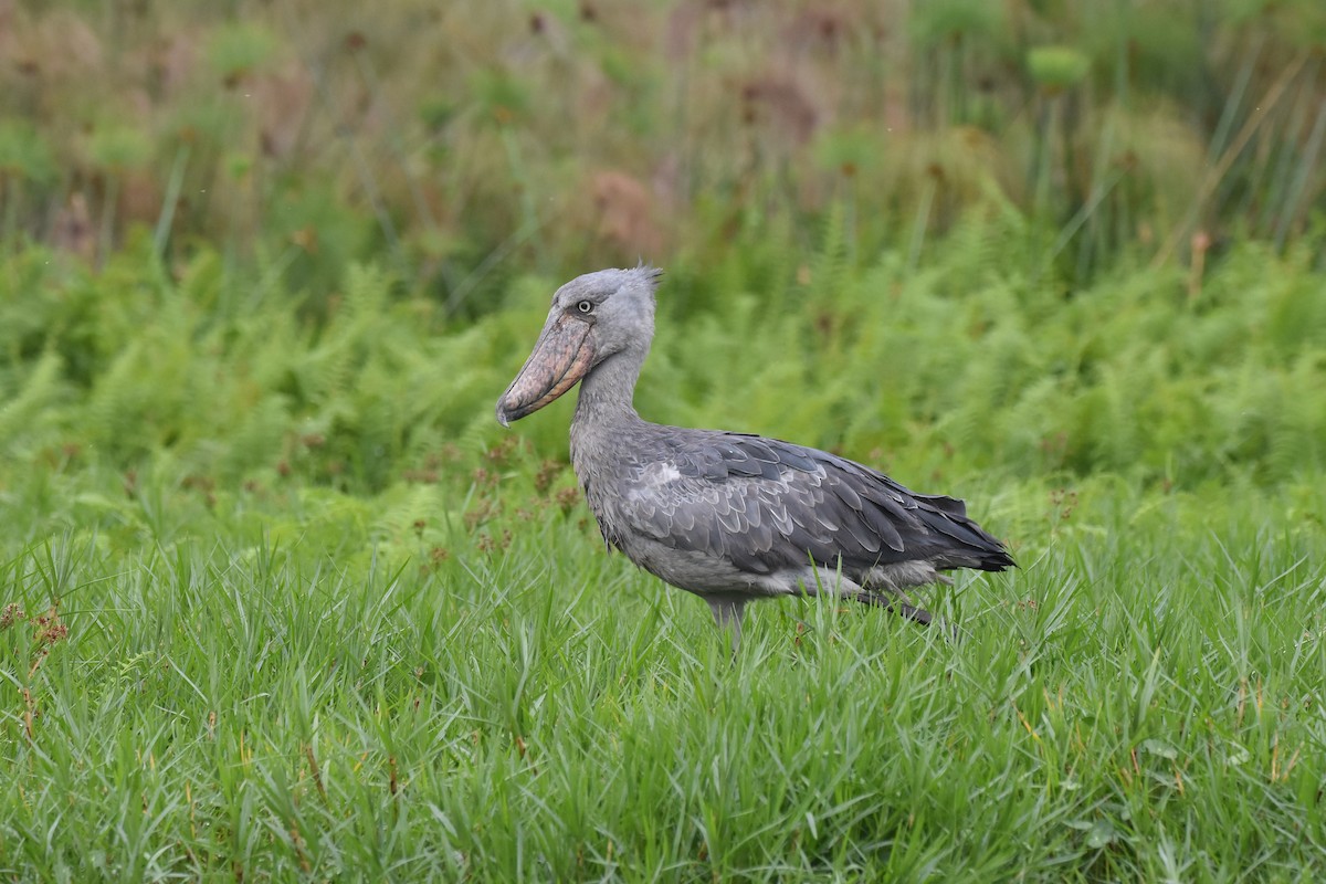 Shoebill - Santiago Caballero Carrera