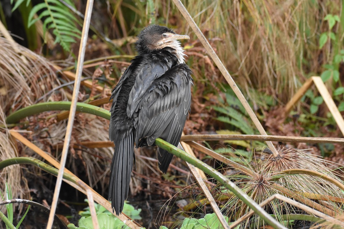 Long-tailed Cormorant - ML183455351