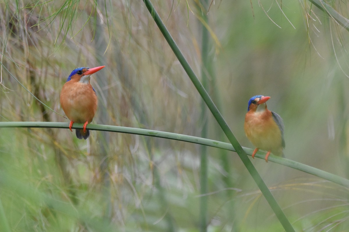 Malachite Kingfisher - ML183455571