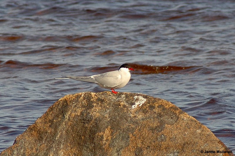 Arctic Tern - ML183456271