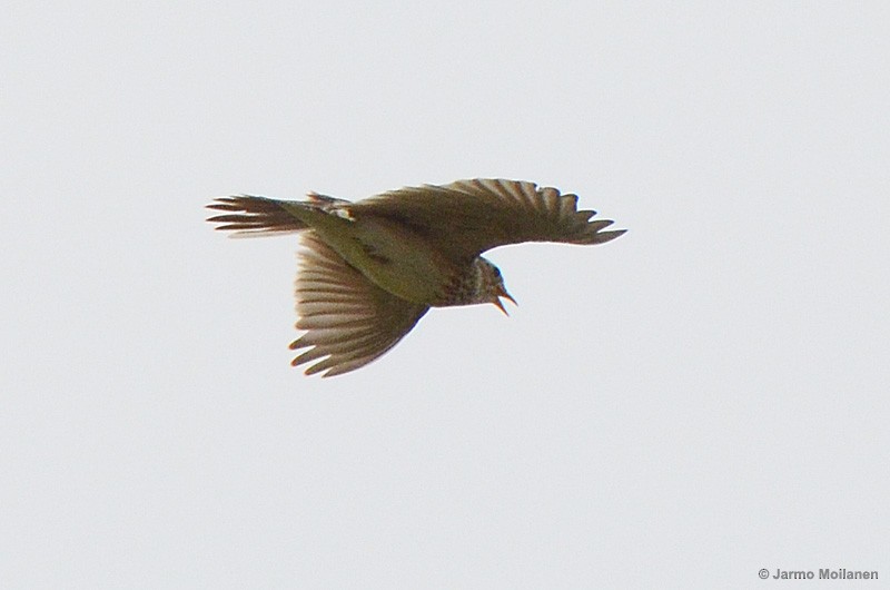 Eurasian Skylark - ML183457221