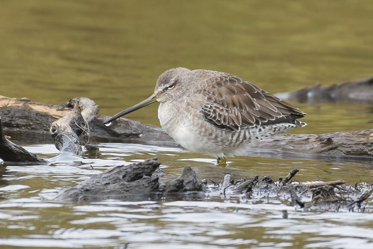 Long-billed Dowitcher - ML183457631