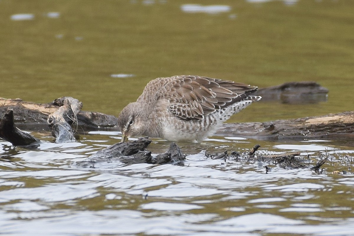 Long-billed Dowitcher - ML183457641
