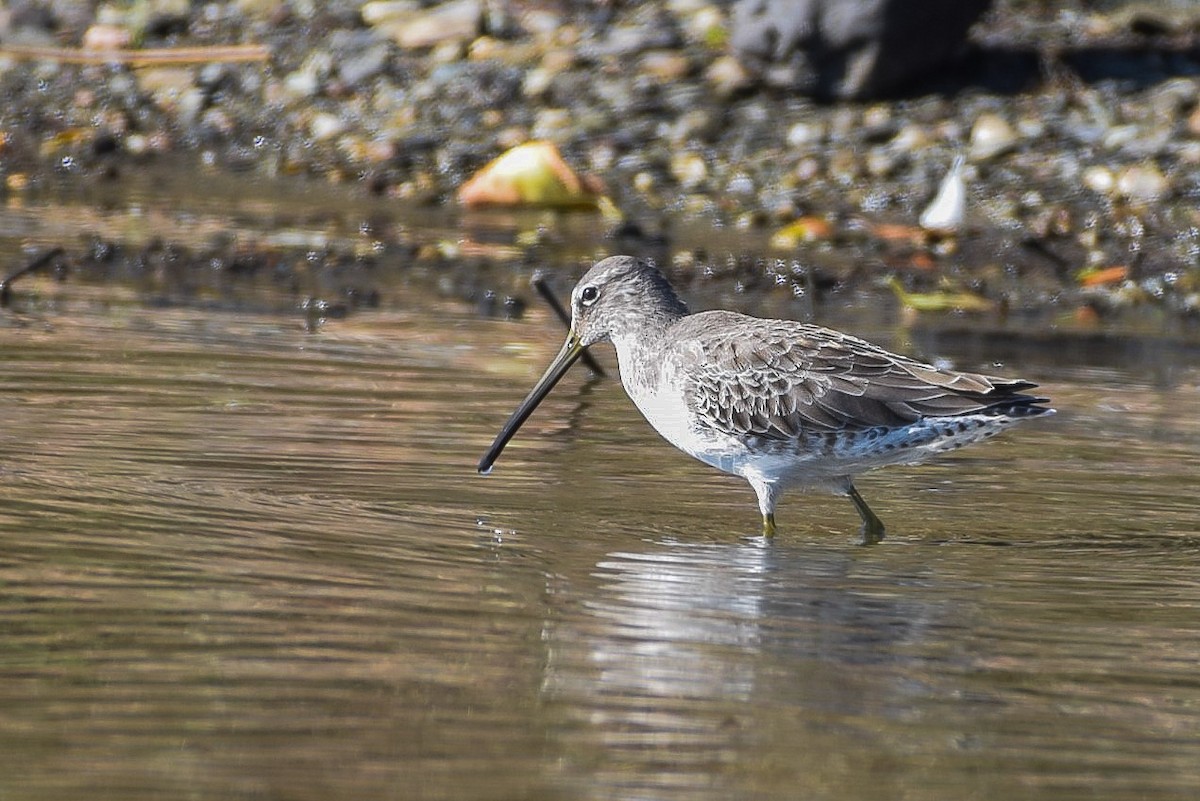Long-billed Dowitcher - ML183458301
