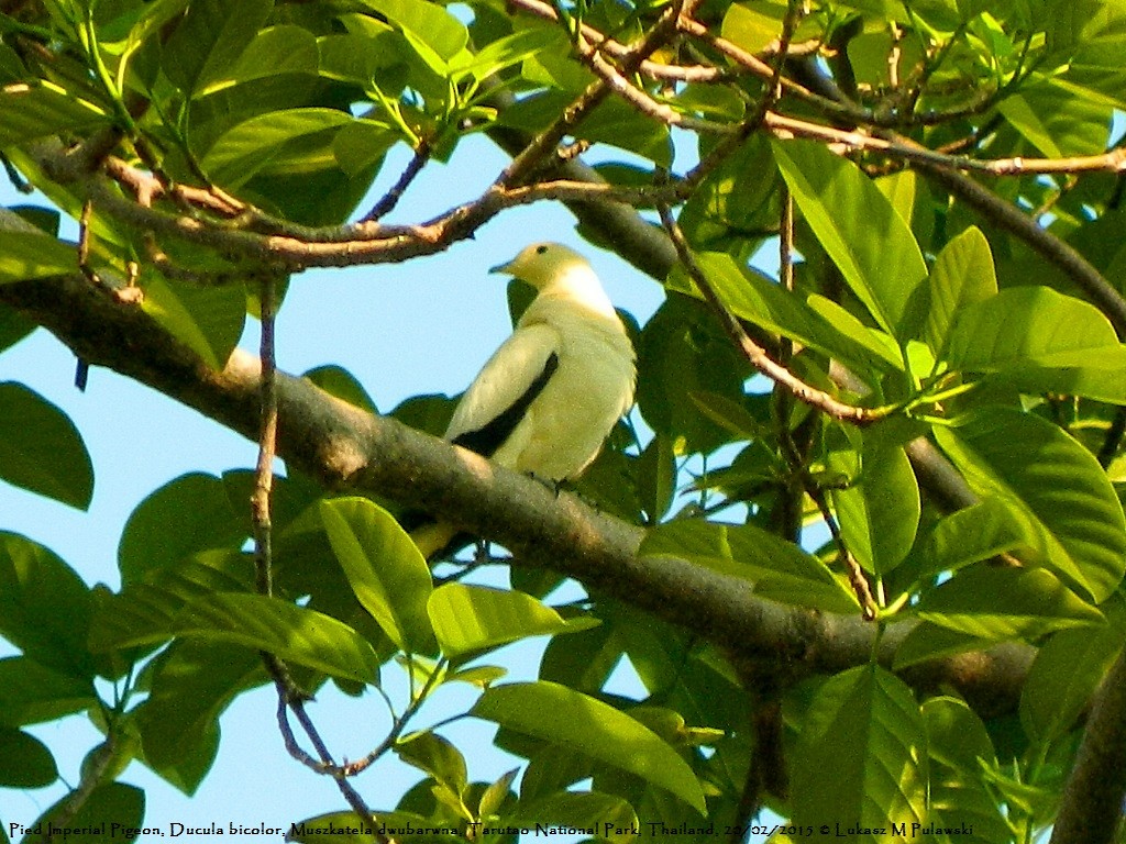 Pied Imperial-Pigeon - ML183458581