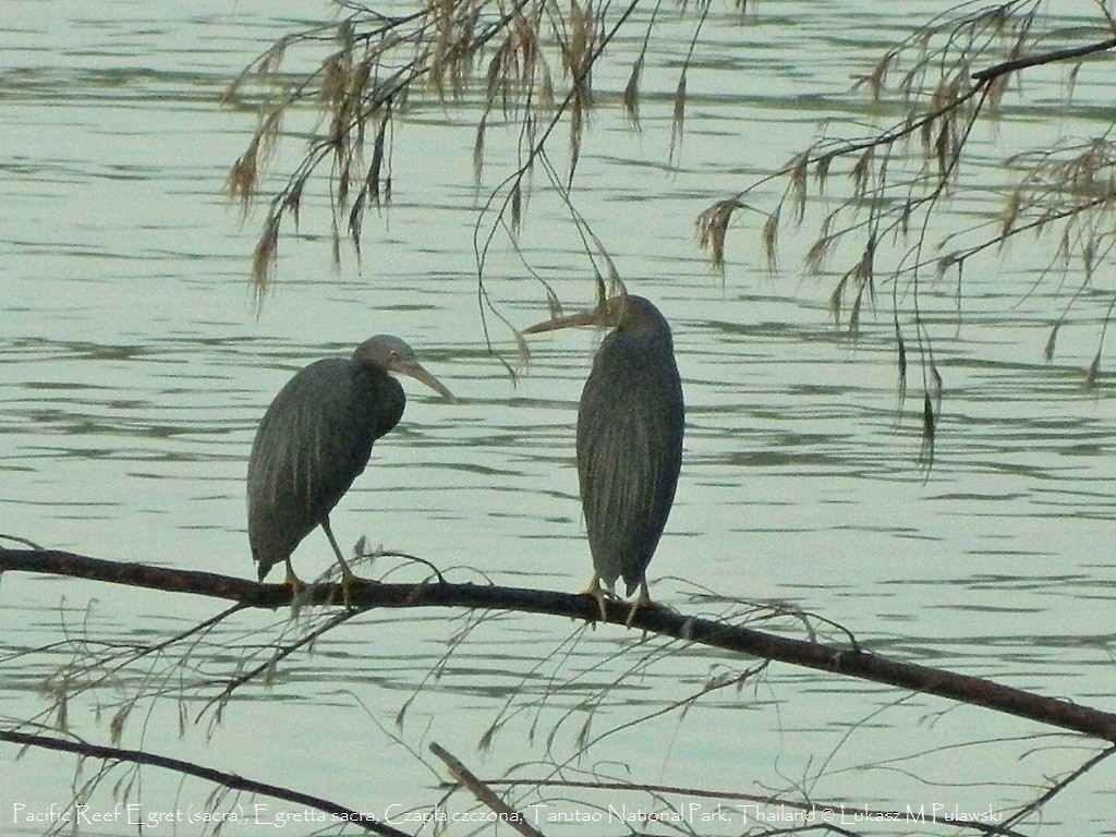 Pacific Reef-Heron - Lukasz Pulawski