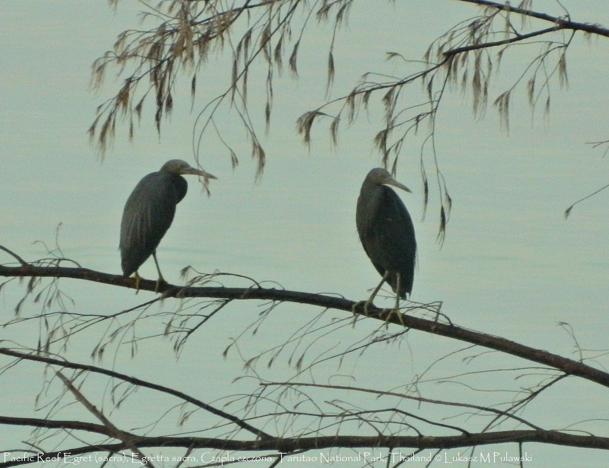 Pacific Reef-Heron - ML183458671