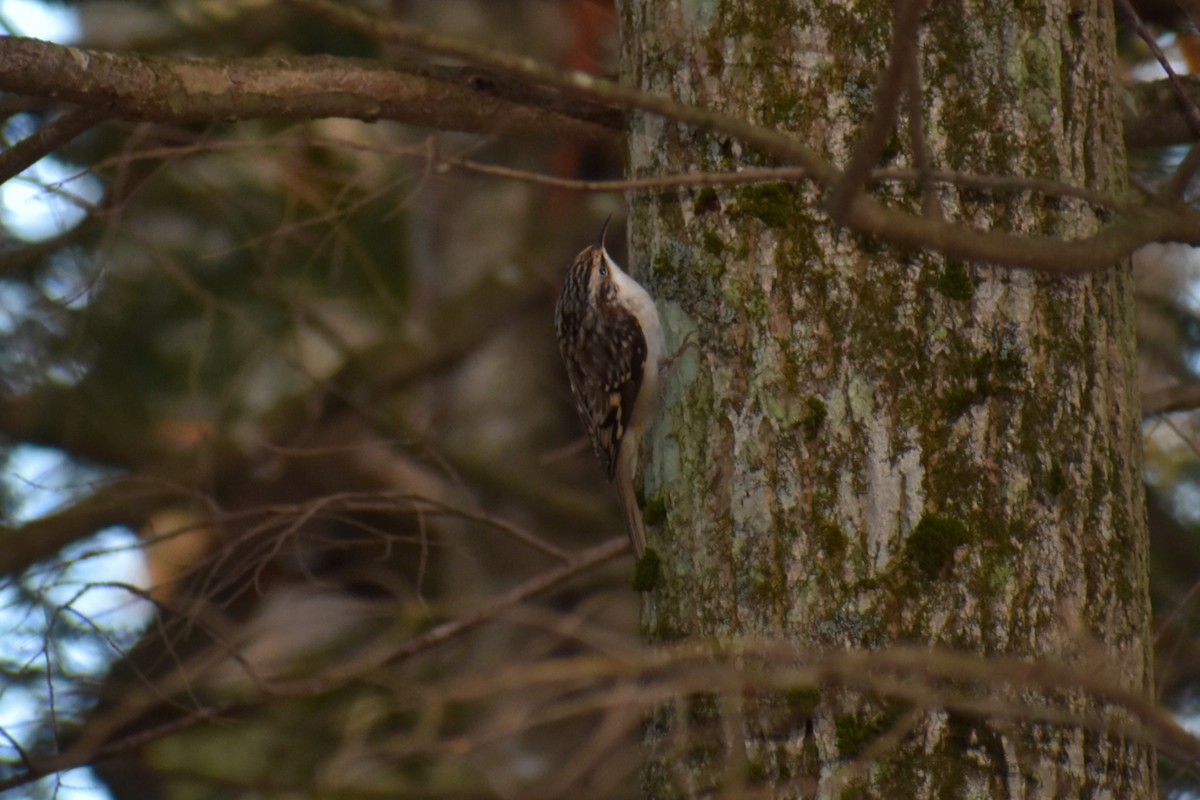 Brown Creeper - ML183458761