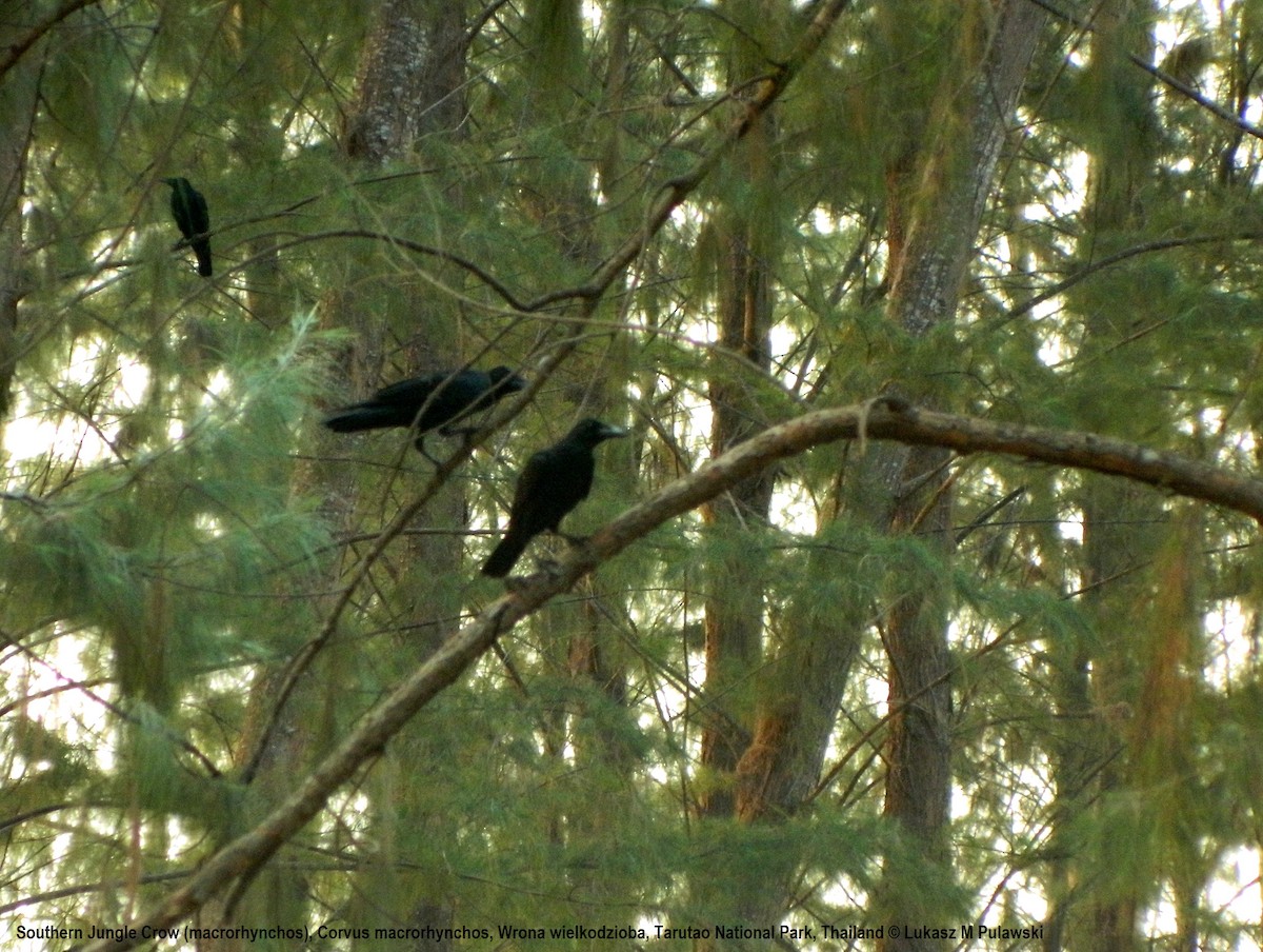 Large-billed Crow - ML183458801