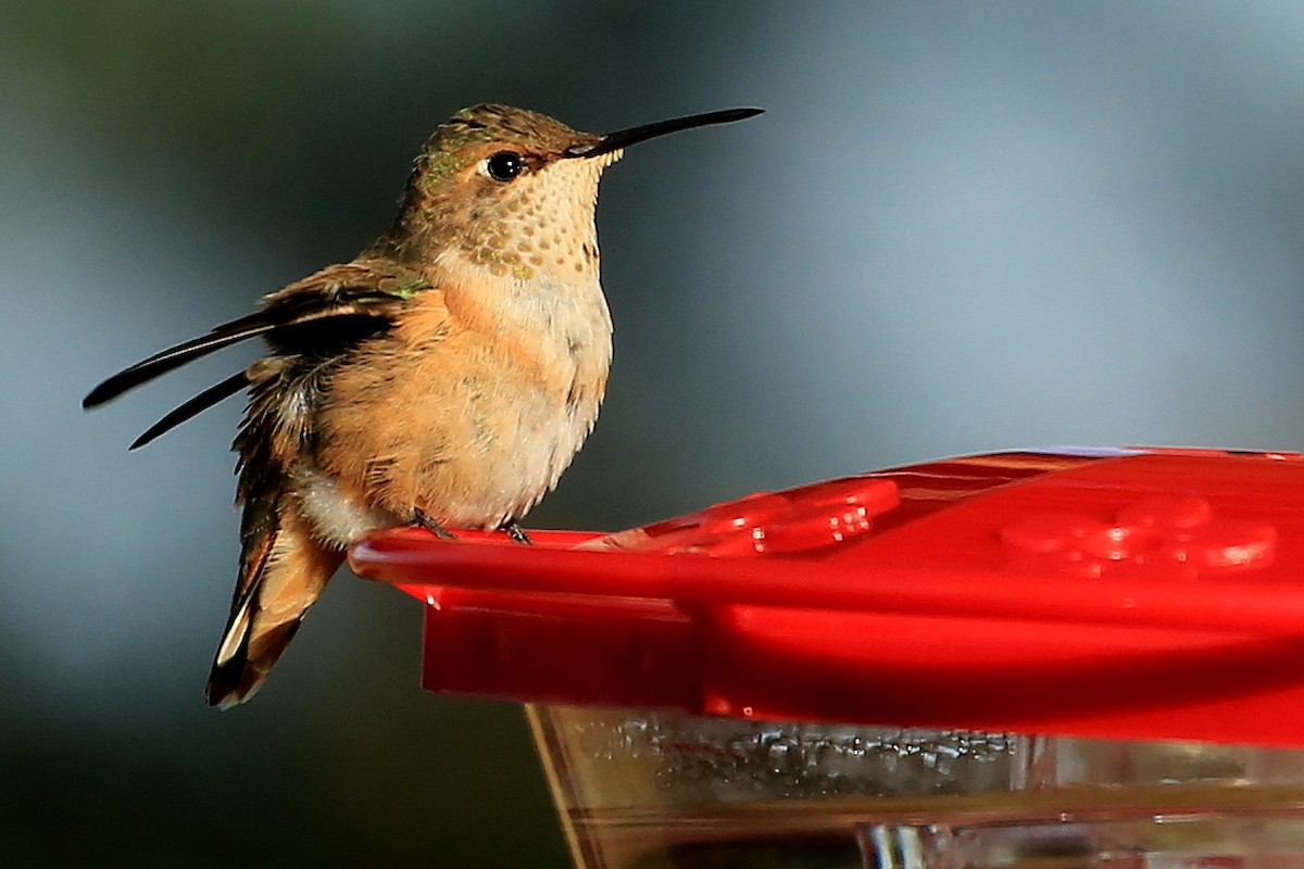 Rufous Hummingbird - Tim Lenz