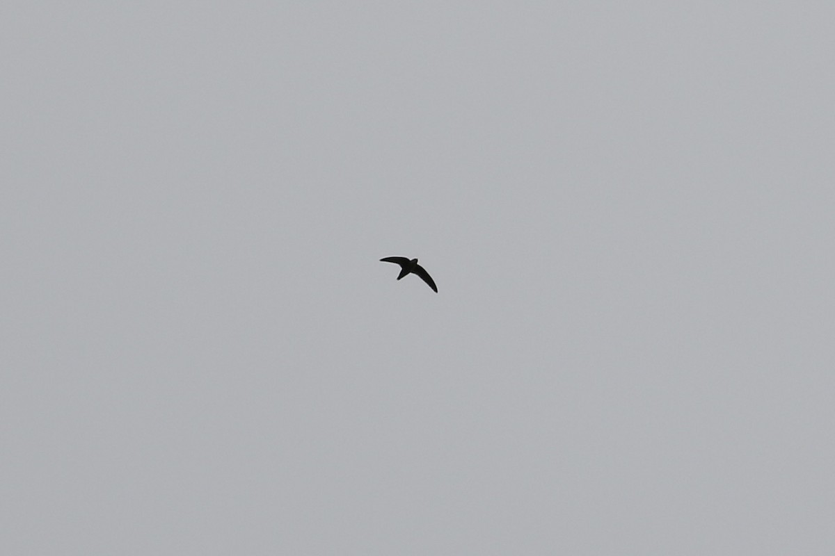 Chimney Swift - ML183459431