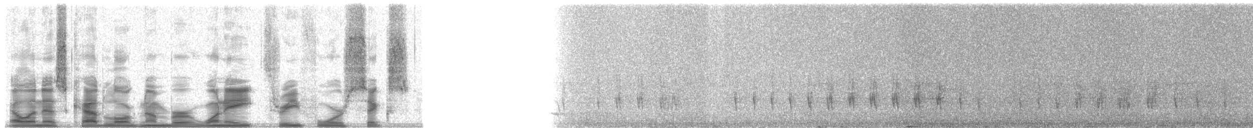 Collared/Marañon Antshrike - ML18346