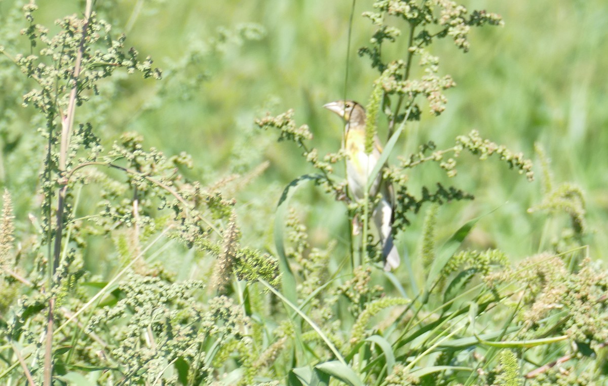 Dickcissel - ML183460291