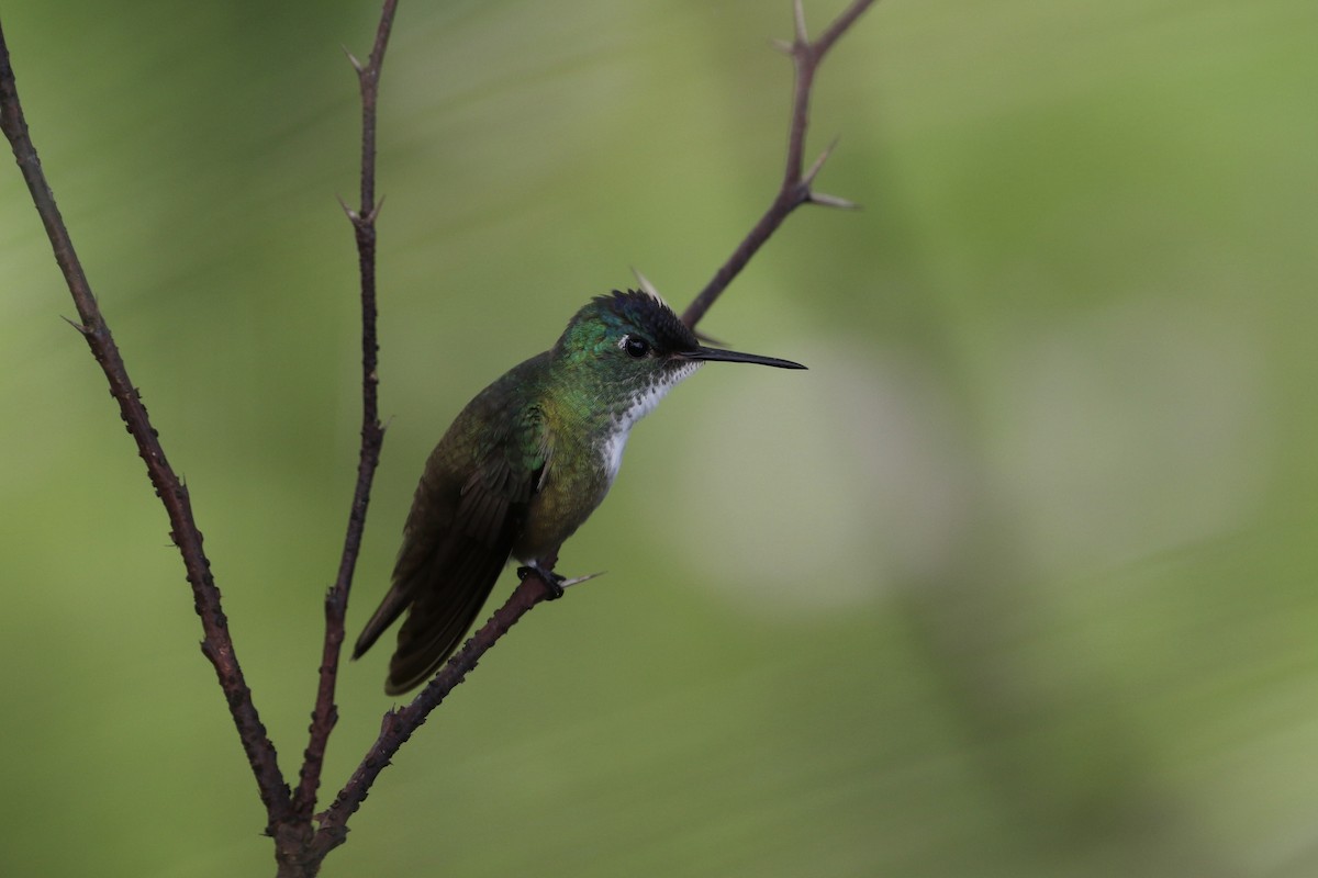 kolibřík azurovotemenný - ML183461071