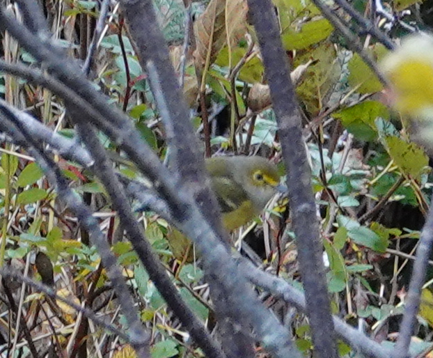 White-eyed Vireo - Diane LeBlanc