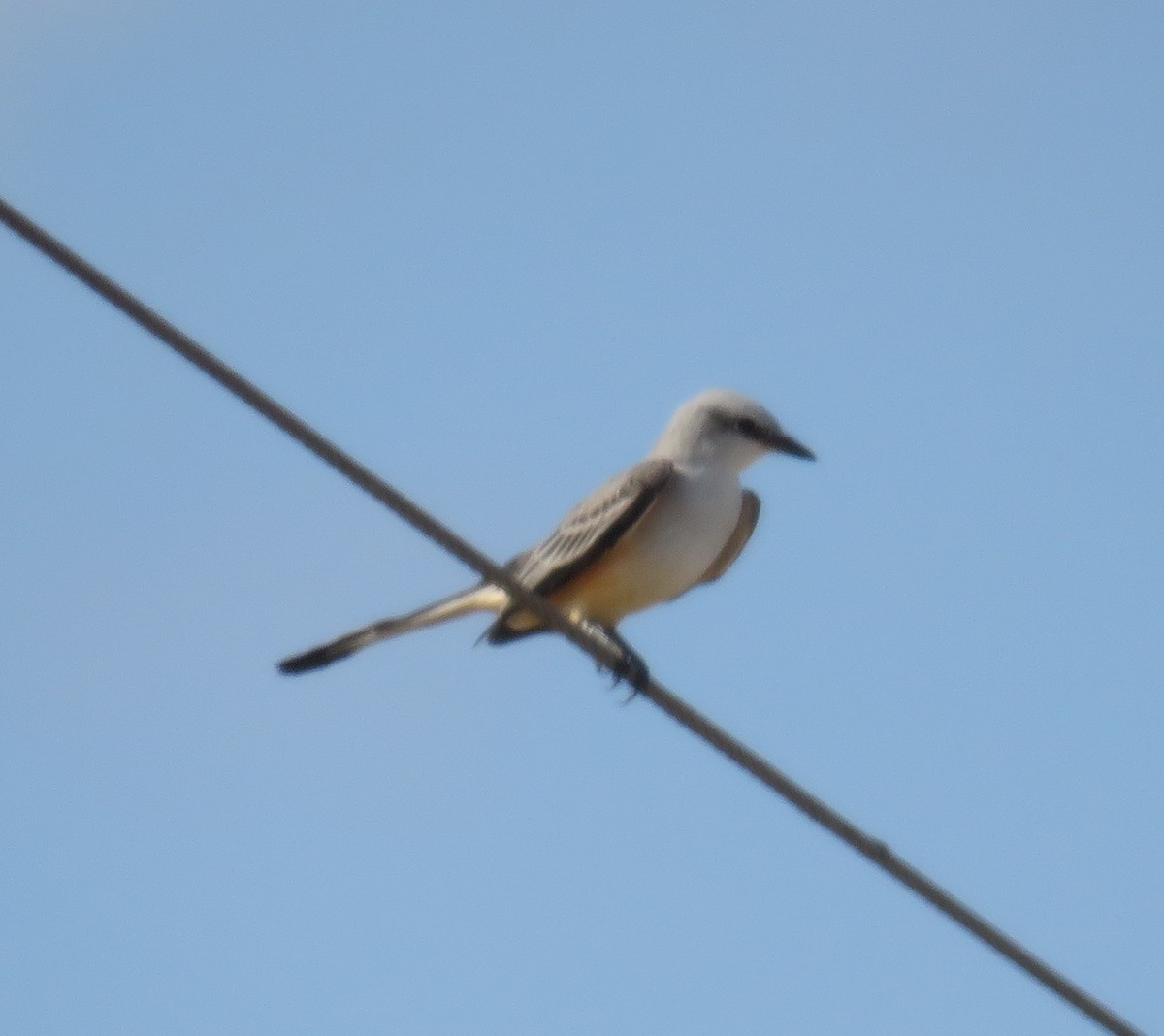 Scissor-tailed Flycatcher - ML183463841