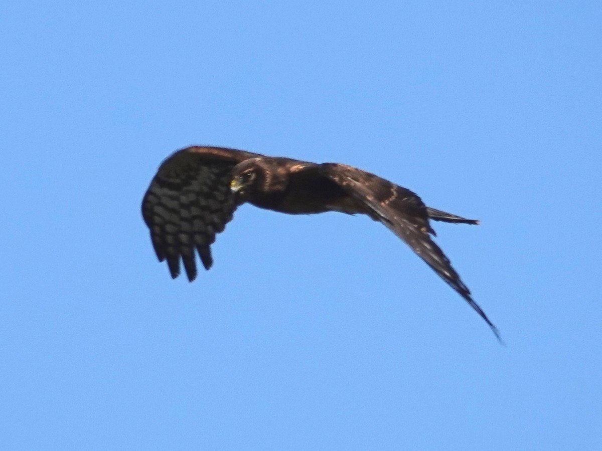 Northern Harrier - Norman Uyeda