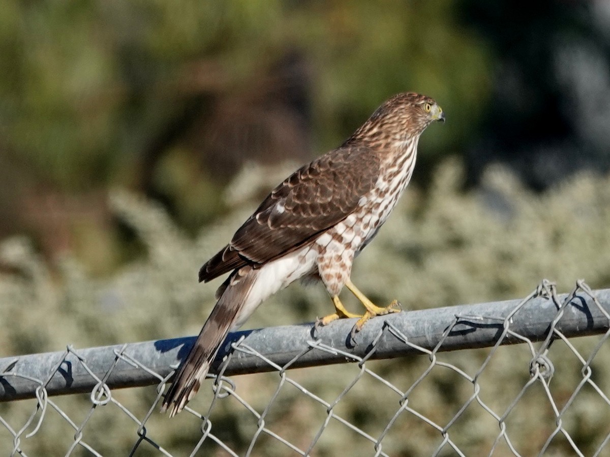 Cooper's Hawk - ML183465581