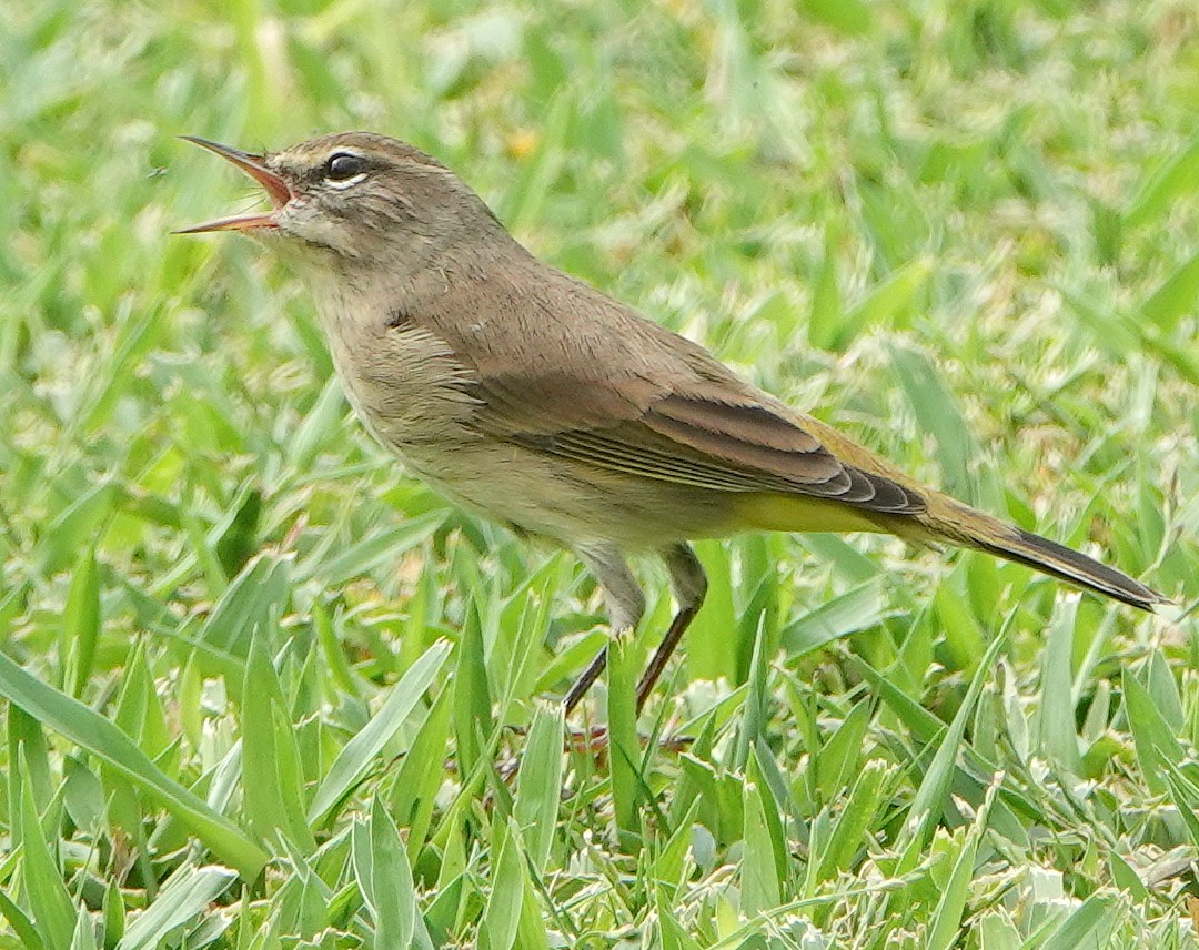 סבכון חום-כיפה - ML183465591