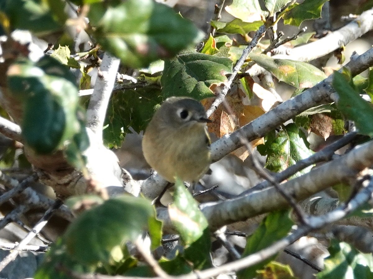 Ruby-crowned Kinglet - ML183465991