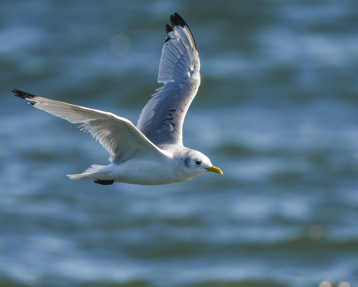 Black-legged Kittiwake - Stuart Campbell