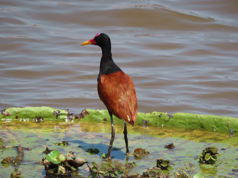 Wattled Jacana - ML183466651