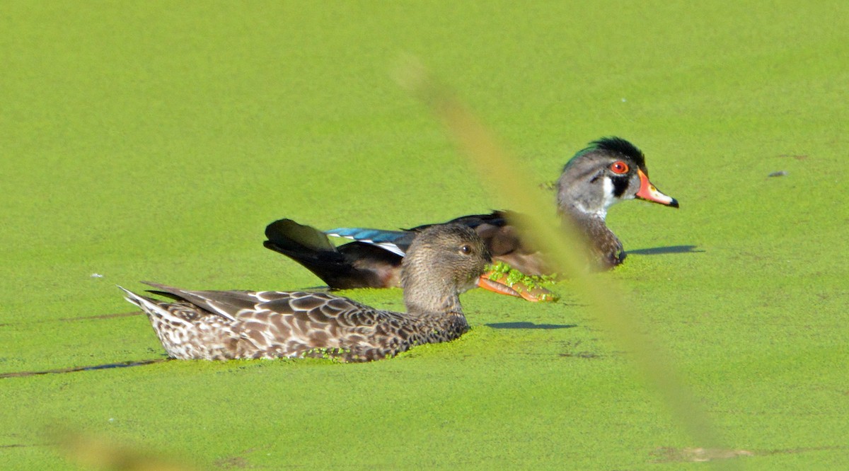 Northern Shoveler - Michael J Good