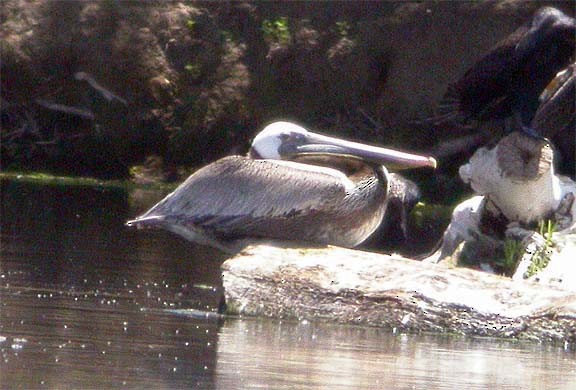 Brown Pelican - ML183469611