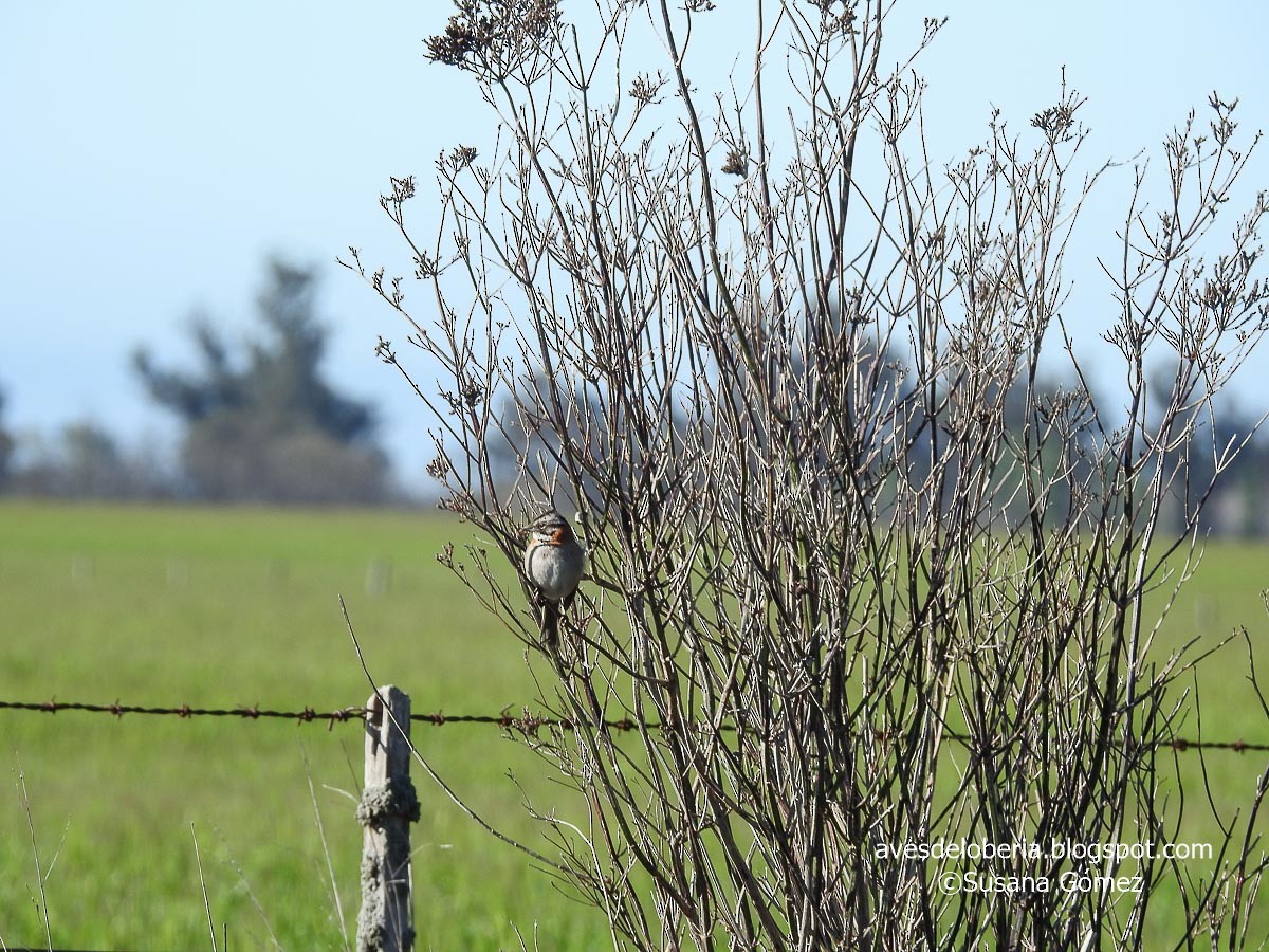 Rufous-collared Sparrow - ML183470291