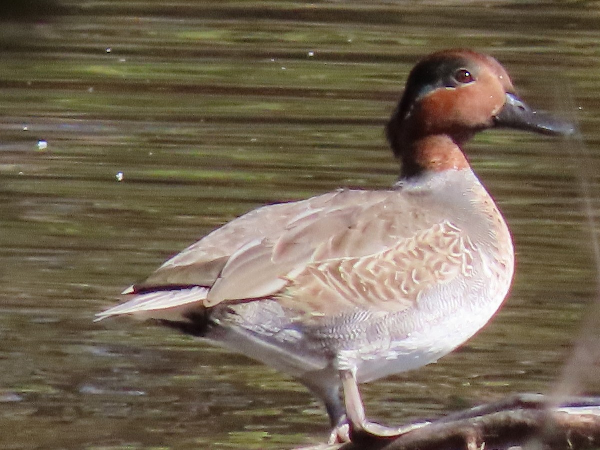 Green-winged Teal - Alan Boyd