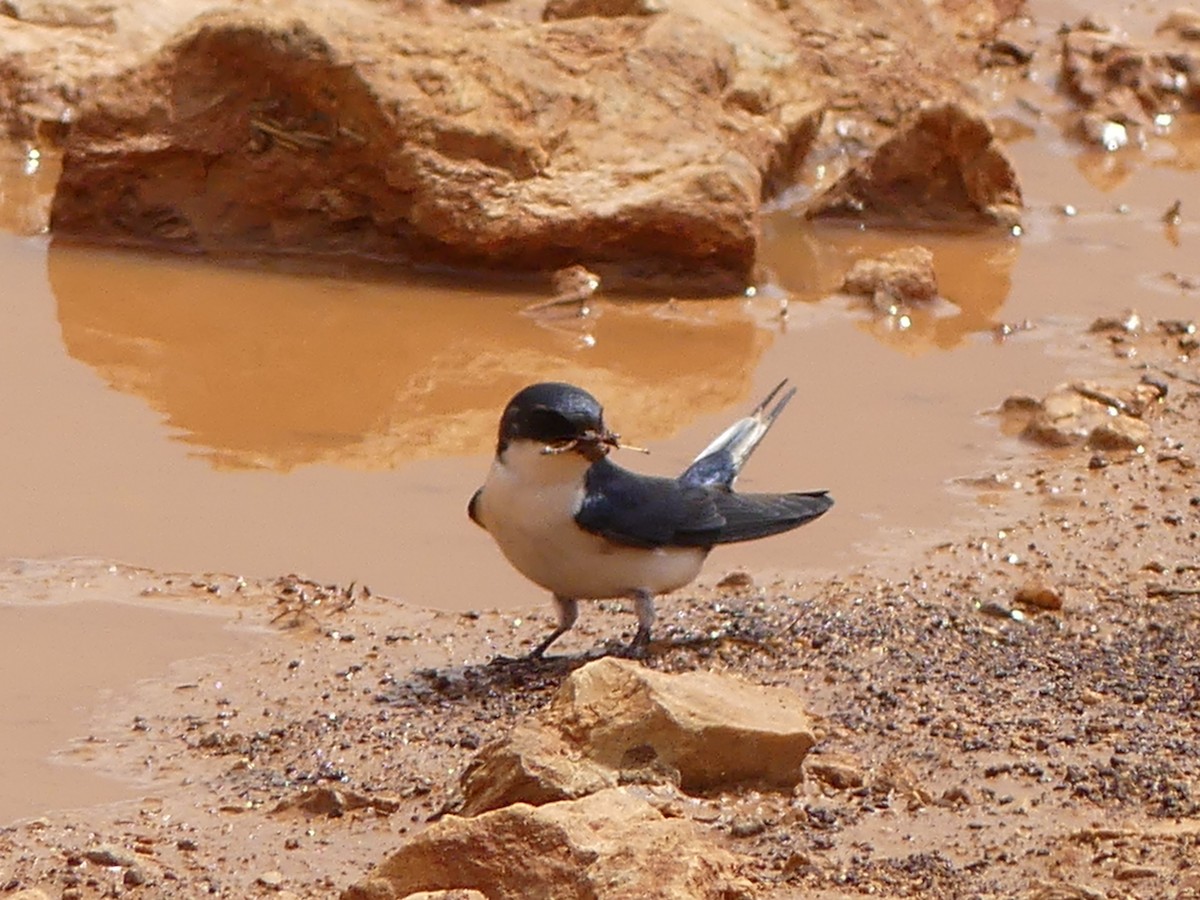 White-tailed Swallow - ML183471311