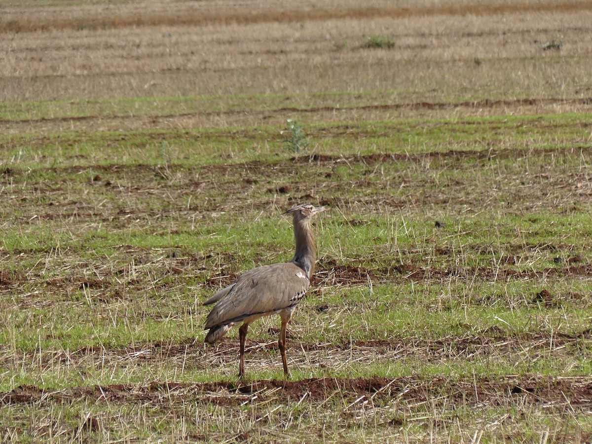 Kori Bustard - Robin Duska