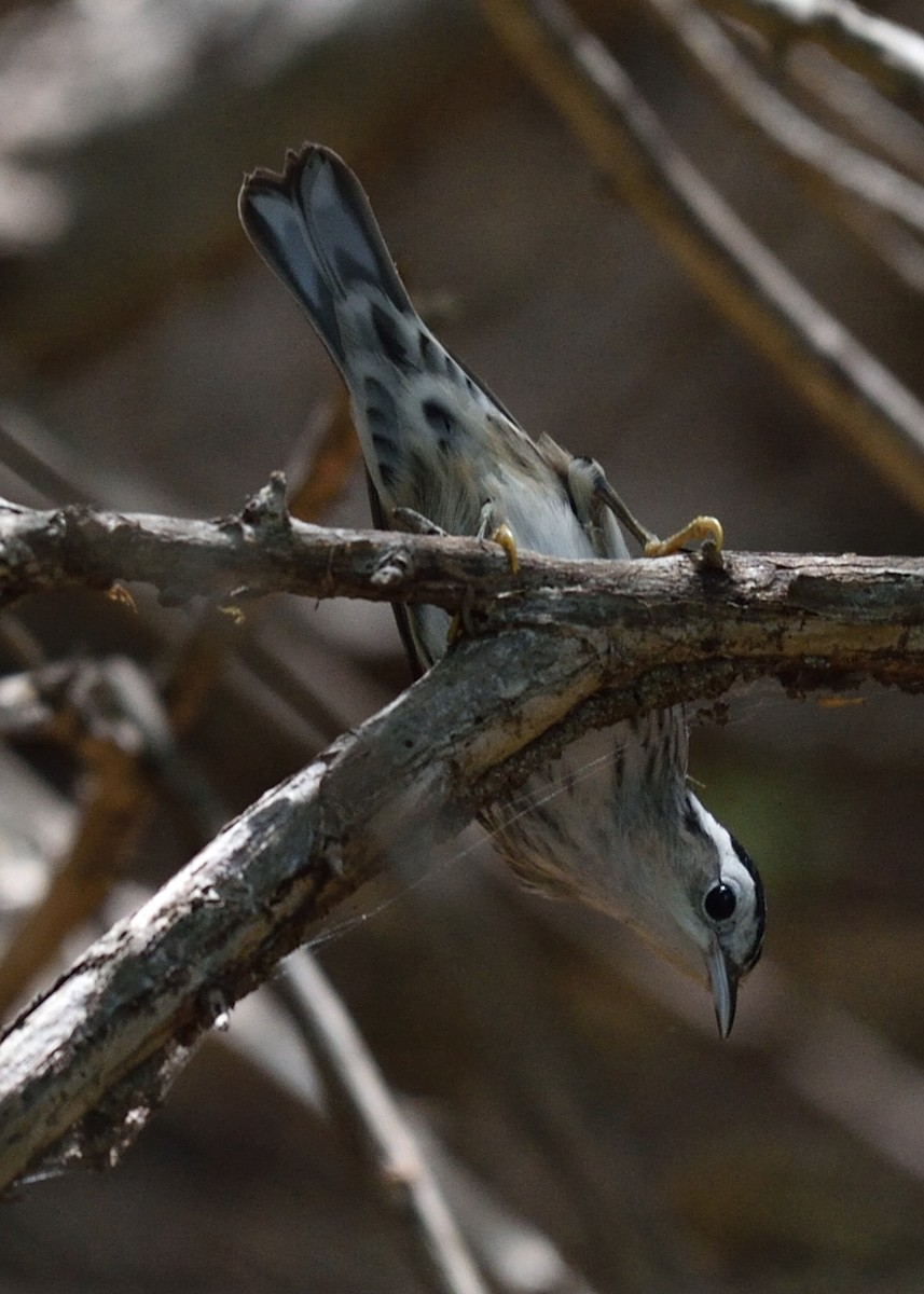 Black-and-white Warbler - ML183475511