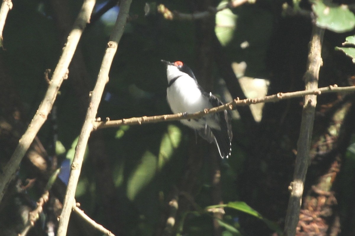 Brown-throated Wattle-eye - Juan martinez