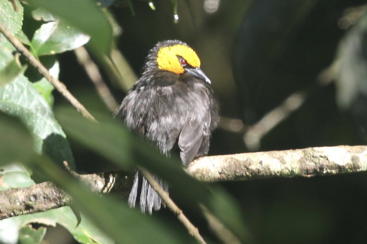 Black-billed Weaver - ML183476541