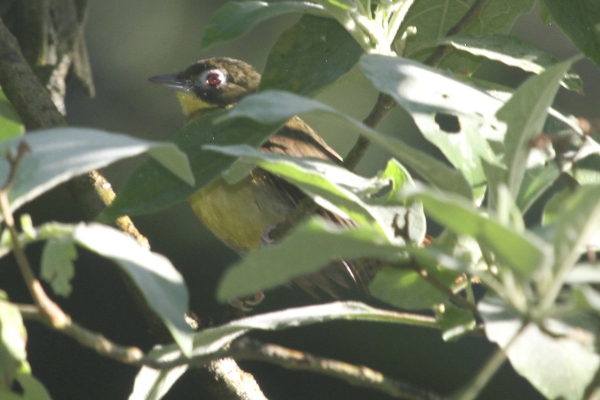 Red-tailed Bristlebill - ML183476571