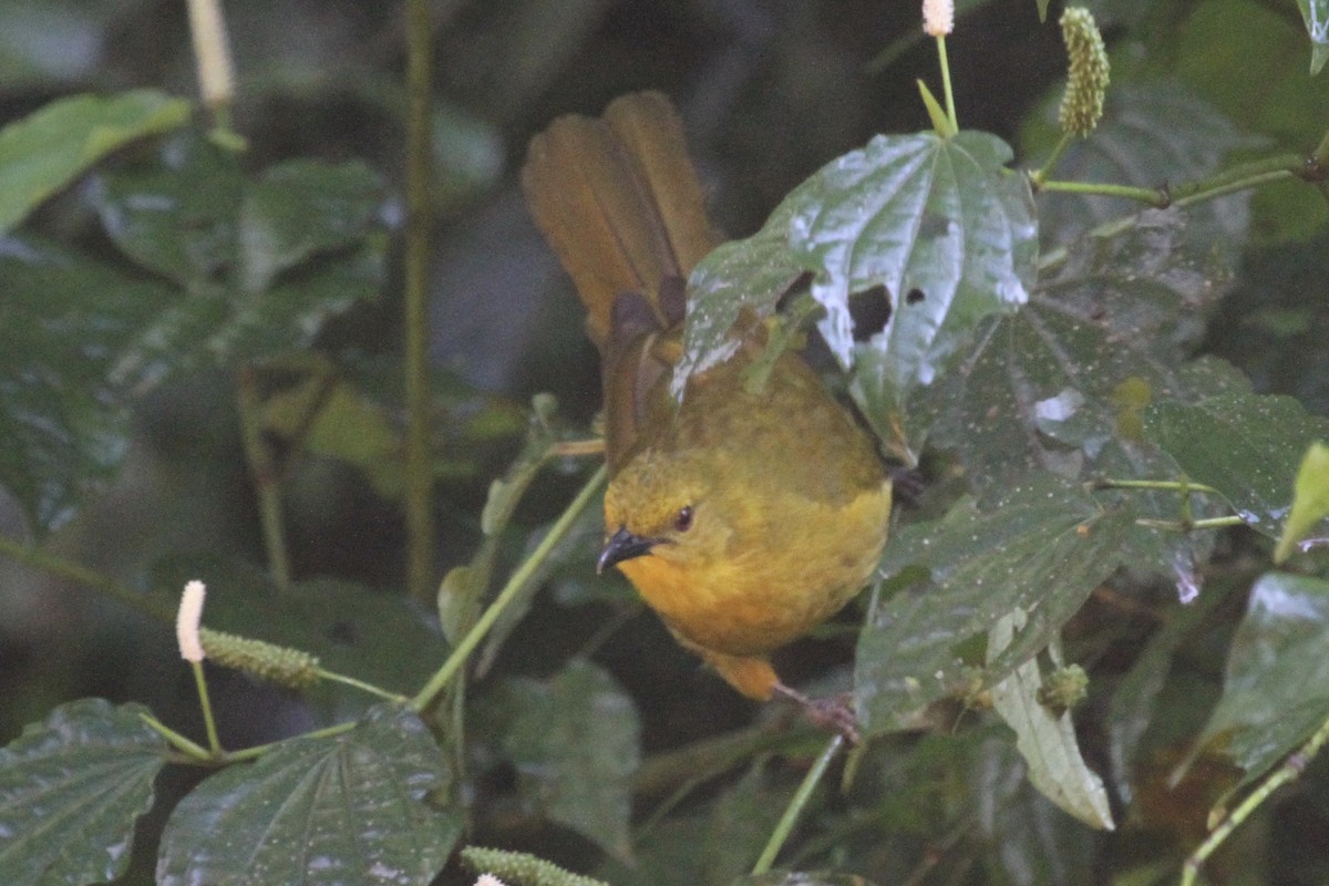 Joyful Greenbul - ML183476601