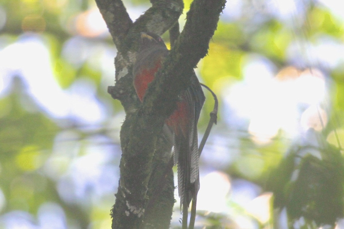 Bar-tailed Trogon - ML183476641