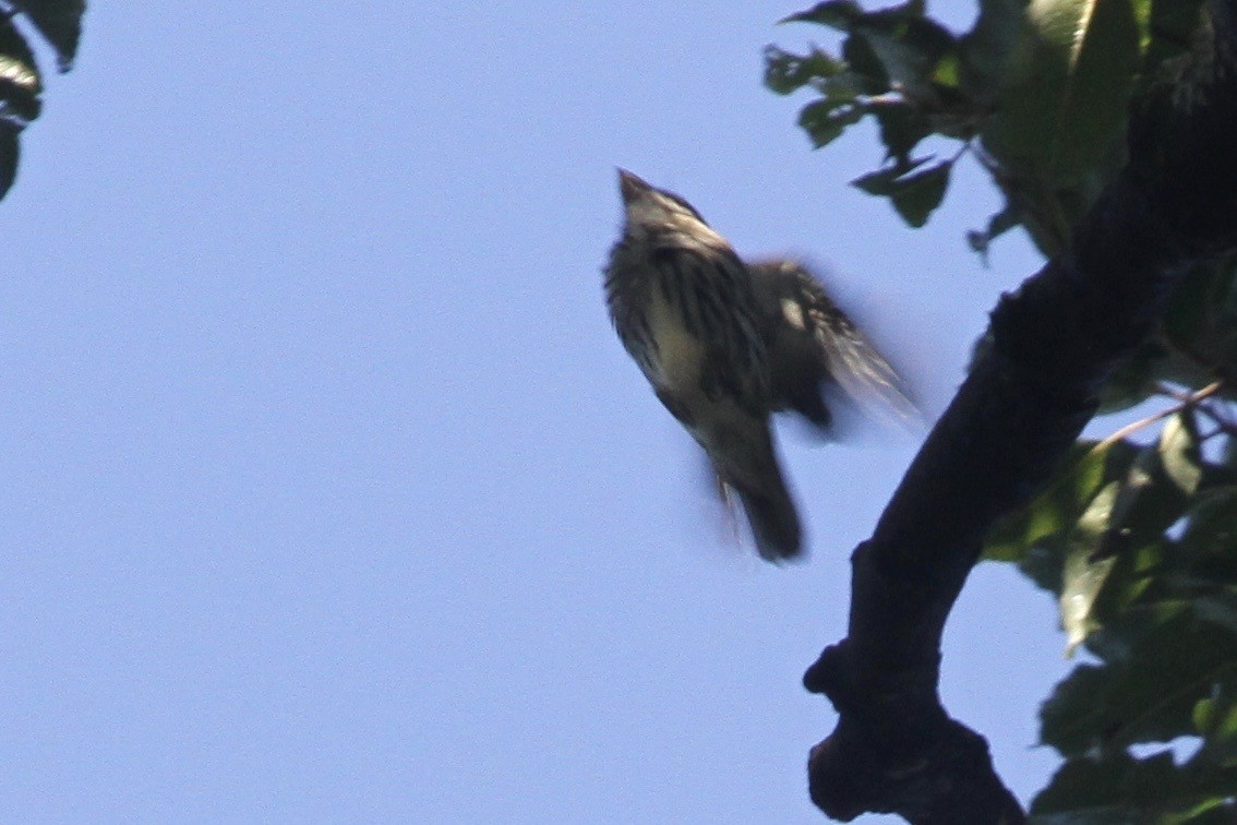 African Broadbill - ML183476681