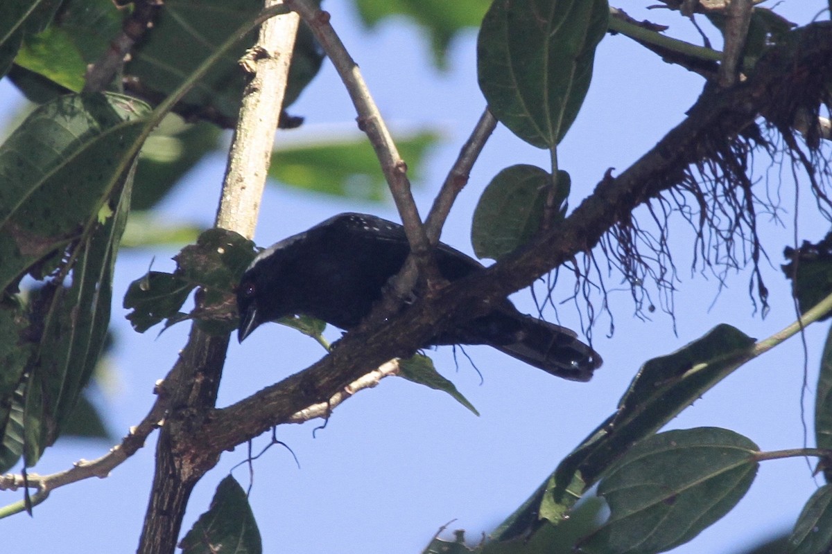 Negrita Canosa - ML183476741