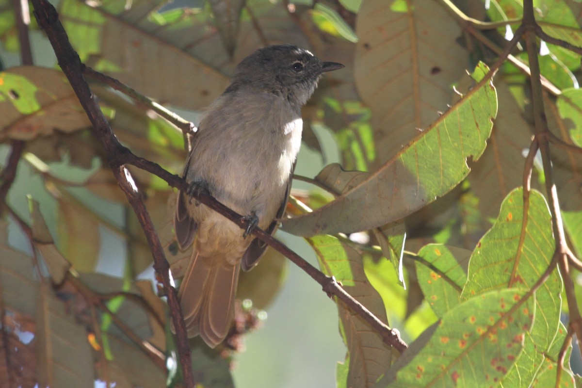 Ansorge's Greenbul - ML183476811